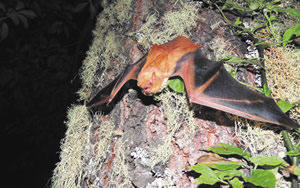 murcielago-nectarivoro