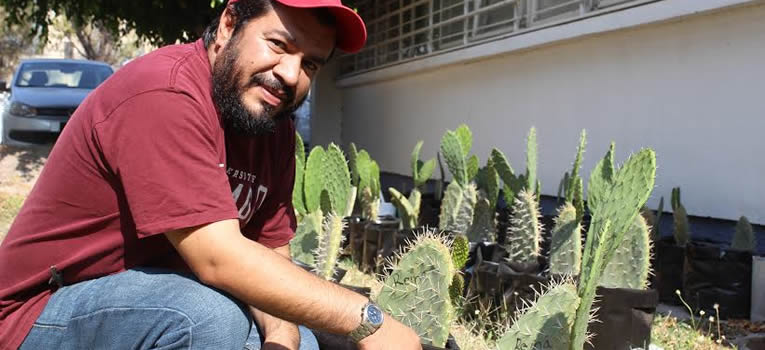 estudian-en-ug-diversidad-genetica-nopales-universidad-guanajuato-ugto