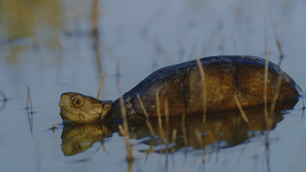 Con exposición fotográfica muestran la biodiversidad del desierto | Universidad de Guanajuato (UG) biodiversidad-desierto-universidad-guanajuato-ug