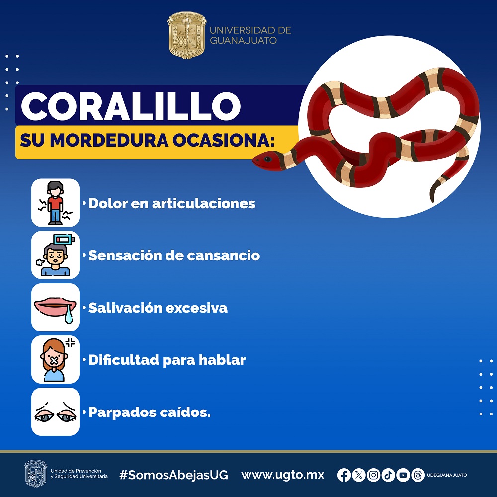 coralillo 3961
