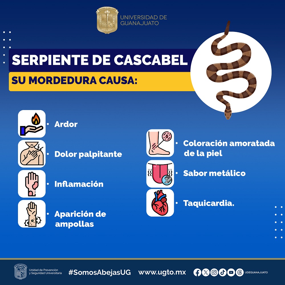serpiente cascabel 3961